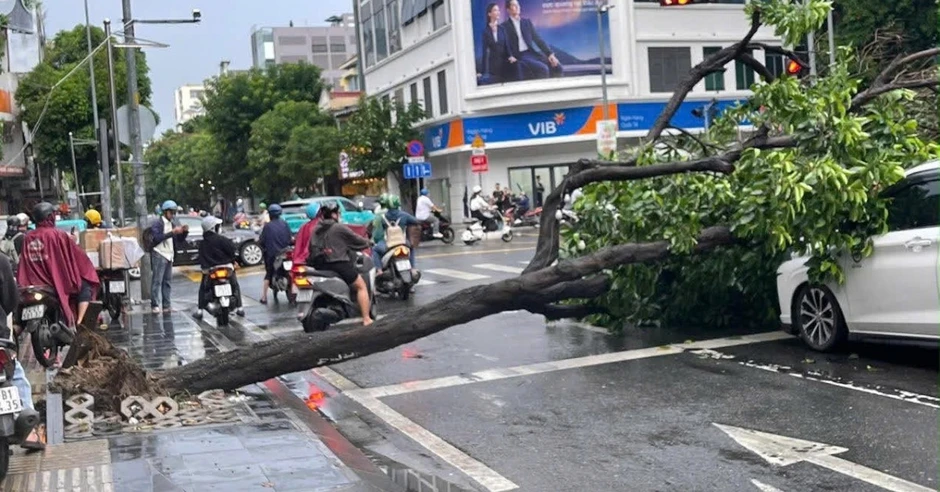 Mưa dông quật ngã cây xanh, đè hai ô tô ở trung tâm TPHCM Mưa dông quật ngã cây xanh, đè hai ô tô ở trung tâm TPHCM