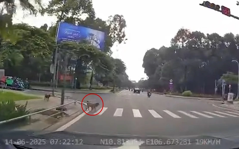 Tài xế gây sốt vì dừng đèn đỏ lúc 4h sáng Tài xế gây sốt vì dừng đèn đỏ lúc 4h sáng