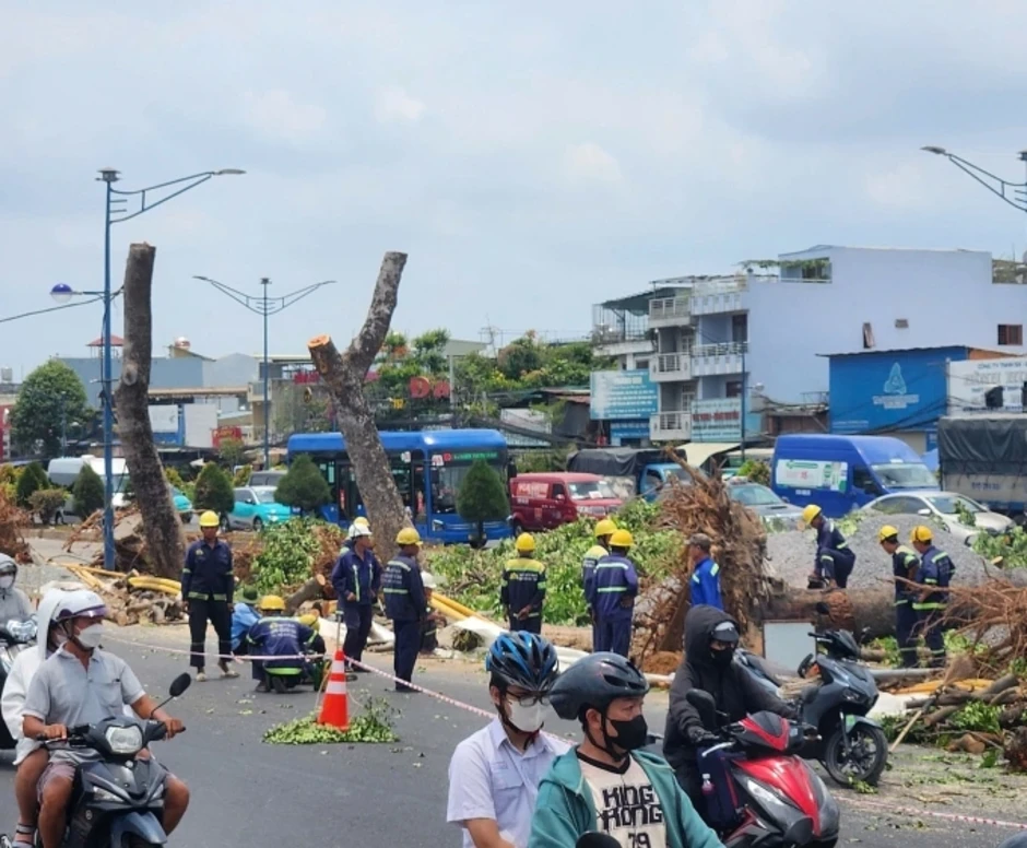 TP HCM di dời hơn 400 cây xanh làm metro Bến Thành - Tham Lương TP HCM di dời hơn 400 cây xanh làm metro Bến Thành - Tham Lương