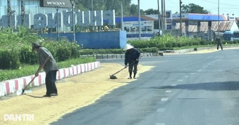 Xử phạt người dân phơi lúa trên đường gây va chạm giao thông