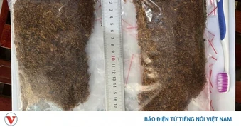 Cảnh báo "nấm thần" - loại ma túy gây ảo giác nguy hiểm xuất hiện tại Đà Nẵng