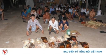 Đồng Tháp xử lý 35 đối tượng đá gà ăn thua bằng tiền