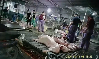 Hành trình phá đường dây tuồn lợn bệnh ra thị trường