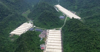 Khởi tố vụ tai nạn lao động ở trang trại lợn khiến 7 người thương vong