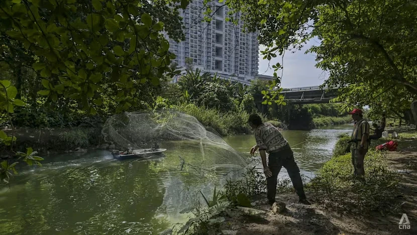 Báo động đà ‘chiếm lĩnh địa bàn’ của cá lau kính ở sông hồ Đông Nam Á Báo động đà ‘chiếm lĩnh địa bàn’ của cá lau kính ở sông hồ Đông Nam Á