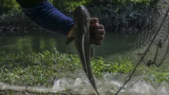 Báo động đà ‘chiếm lĩnh địa bàn’ của cá lau kính ở sông hồ Đông Nam Á