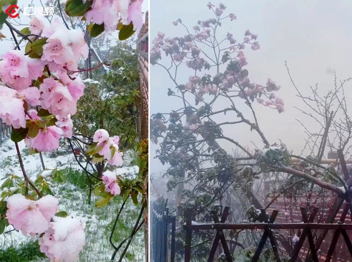 Thời tiết cực đoan hiếm thấy ở Trung Quốc: Sắp vào hè, tuyết bất ngờ rơi dày nhiều nơi Thời tiết cực đoan hiếm thấy ở Trung Quốc: Sắp vào hè, tuyết bất ngờ rơi dày nhiều nơi
