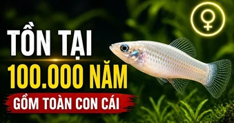 Bí mật của loài cá duy nhất toàn con cái, đã tồn tại 100.000 năm