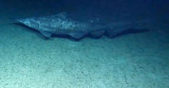 Cá mập yêu tinh lần đầu tiên được ghi hình trong tự nhiên Cá mập yêu tinh lần đầu tiên được ghi hình trong tự nhiên