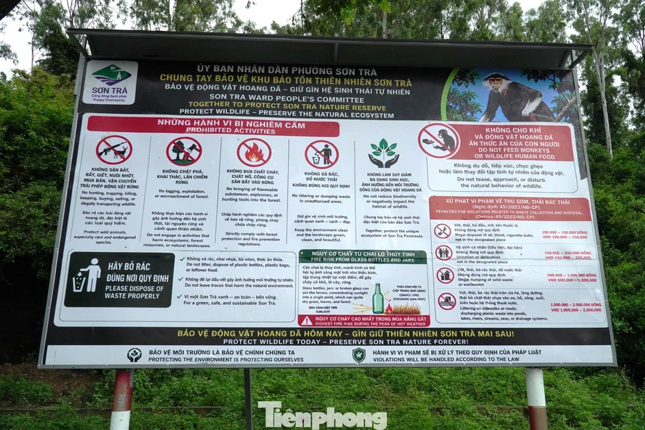 Cắm bảng, túc trực nhắc khách không cho khỉ ăn để giữ mái nhà xanh Sơn Trà Cắm bảng, túc trực nhắc khách không cho khỉ ăn để giữ mái nhà xanh Sơn Trà