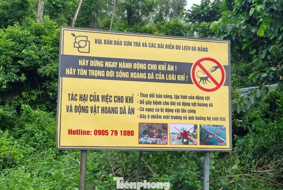 Cắm bảng, túc trực nhắc khách không cho khỉ ăn để giữ mái nhà xanh Sơn Trà Cắm bảng, túc trực nhắc khách không cho khỉ ăn để giữ mái nhà xanh Sơn Trà