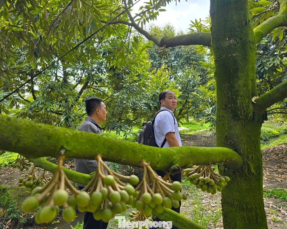 Cần Thơ đẩy mạnh sử dụng phân bón hữu cơ để giảm phát thải Cần Thơ đẩy mạnh sử dụng phân bón hữu cơ để giảm phát thải