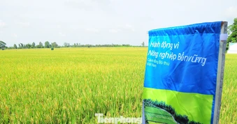 Cần Thơ đẩy mạnh sử dụng phân bón hữu cơ để giảm phát thải