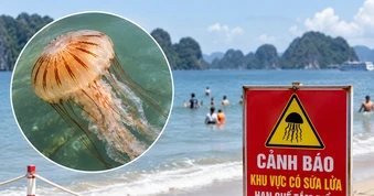 Cảnh báo sứa lửa xuất hiện ở biển Quảng Ninh