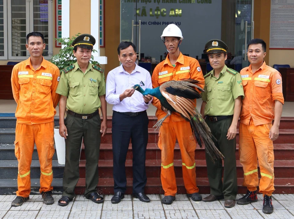 Công Ấn Độ đi lạc vào khu vực truyền tải điện ở Huế Công Ấn Độ đi lạc vào khu vực truyền tải điện ở Huế
