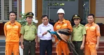 Công Ấn Độ đi lạc vào khu vực truyền tải điện ở Huế