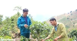 Dân bản giữ đất, giữ rừng nhờ những cây trồng mới