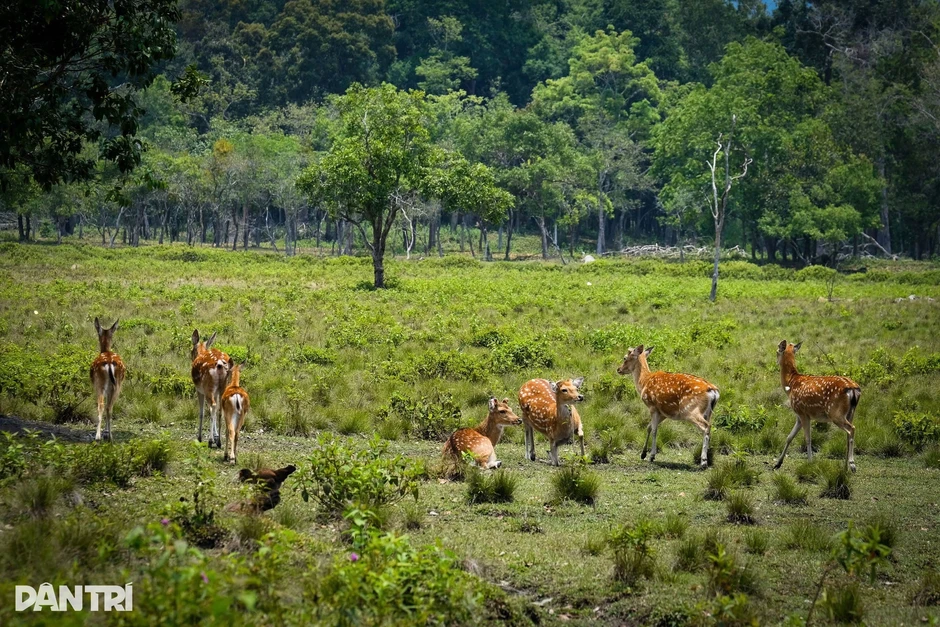 Đàn hươu sao quý hiếm sinh sôi trong khu cứu hộ bán hoang dã ở Gia Lai Đàn hươu sao quý hiếm sinh sôi trong khu cứu hộ bán hoang dã ở Gia Lai