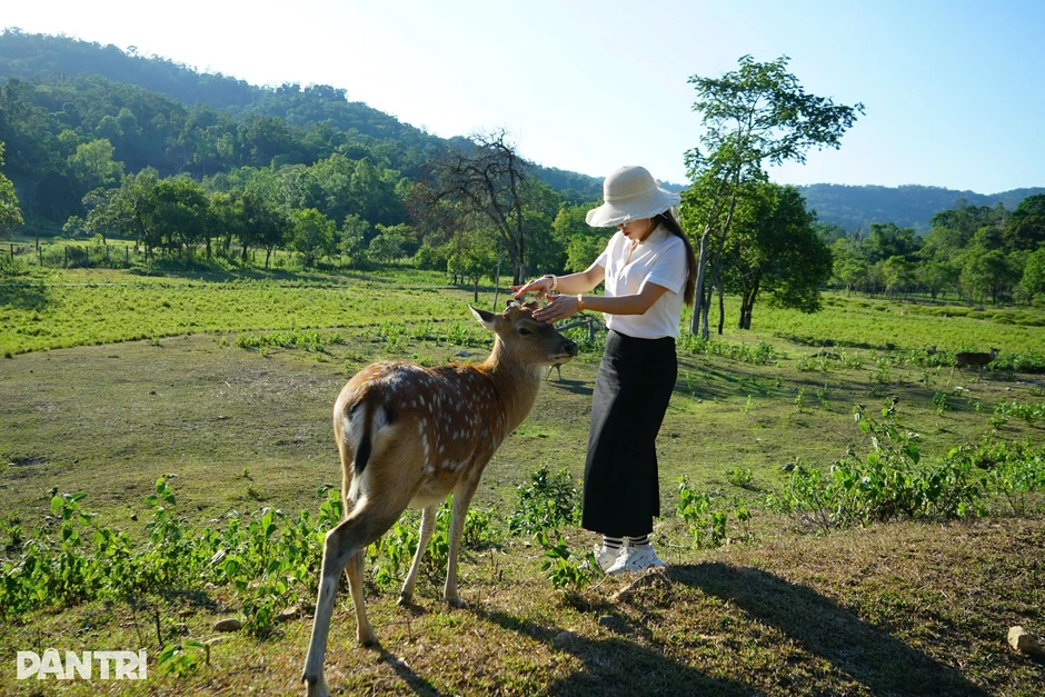 Đàn hươu sao quý hiếm sinh sôi trong khu cứu hộ bán hoang dã ở Gia Lai Đàn hươu sao quý hiếm sinh sôi trong khu cứu hộ bán hoang dã ở Gia Lai