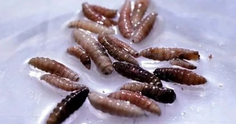 Giòi xoắn ăn mô sống xuất hiện trở lại tại Mỹ sau gần 60 năm