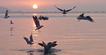 Hải âu ‘săn’ cá ở Rạch Giá, dân nhiếp ảnh đổ xô săn hình