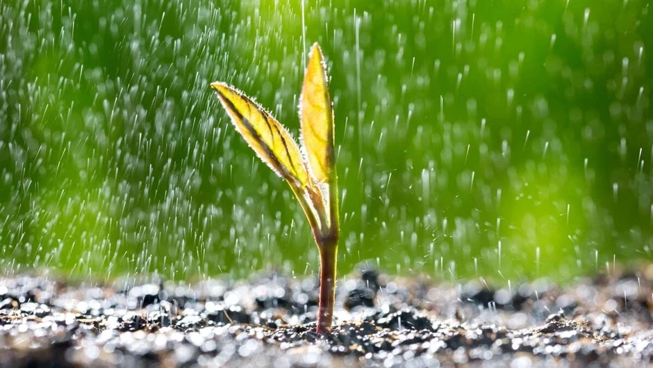 Hạt giống cây trồng làm điều kỳ diệu khi nghe thấy tiếng mưa rơi Hạt giống cây trồng làm điều kỳ diệu khi nghe thấy tiếng mưa rơi