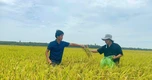 Khi đất được nuôi dưỡng, người trồng lúa đổi cách làm