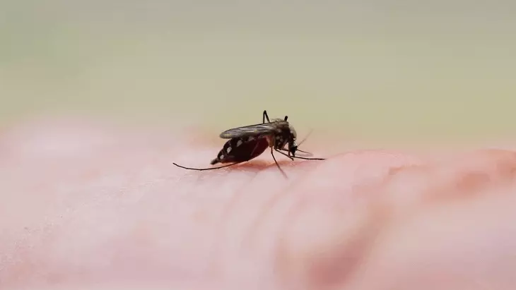 Muỗi bắt đầu hút máu người từ khi nào? DNA tiết lộ điều bất ngờ Muỗi bắt đầu hút máu người từ khi nào? DNA tiết lộ điều bất ngờ
