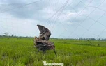 Nghệ An đồng loạt ra quân tháo dỡ lưới, bẫy và các thiết bị dẫn dụ chim trời