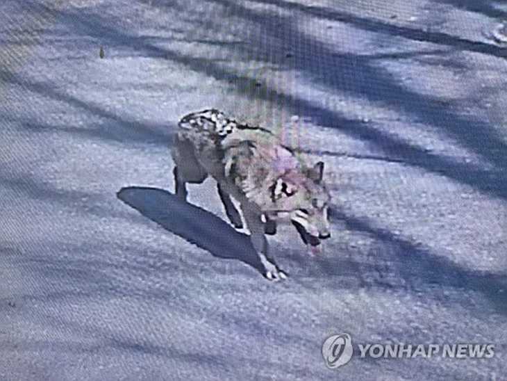 'Nghi phạm' đào thoát khiến hơn 150 cảnh sát và lính cứu hỏa Hàn Quốc vất vả 'Nghi phạm' đào thoát khiến hơn 150 cảnh sát và lính cứu hỏa Hàn Quốc vất vả