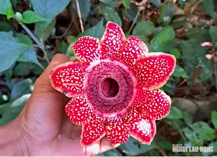 Phát hiện loài hoa quý hiếm Địa nhãn Himalaya trong rừng Phong Nha - Kẻ Bàng