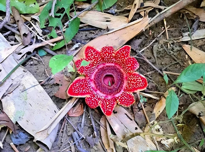 Phát hiện loài hoa quý hiếm Địa nhãn Himalaya trong rừng Phong Nha - Kẻ Bàng
