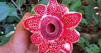 Phát hiện loài hoa quý hiếm Địa nhãn Himalaya trong rừng Phong Nha - Kẻ Bàng