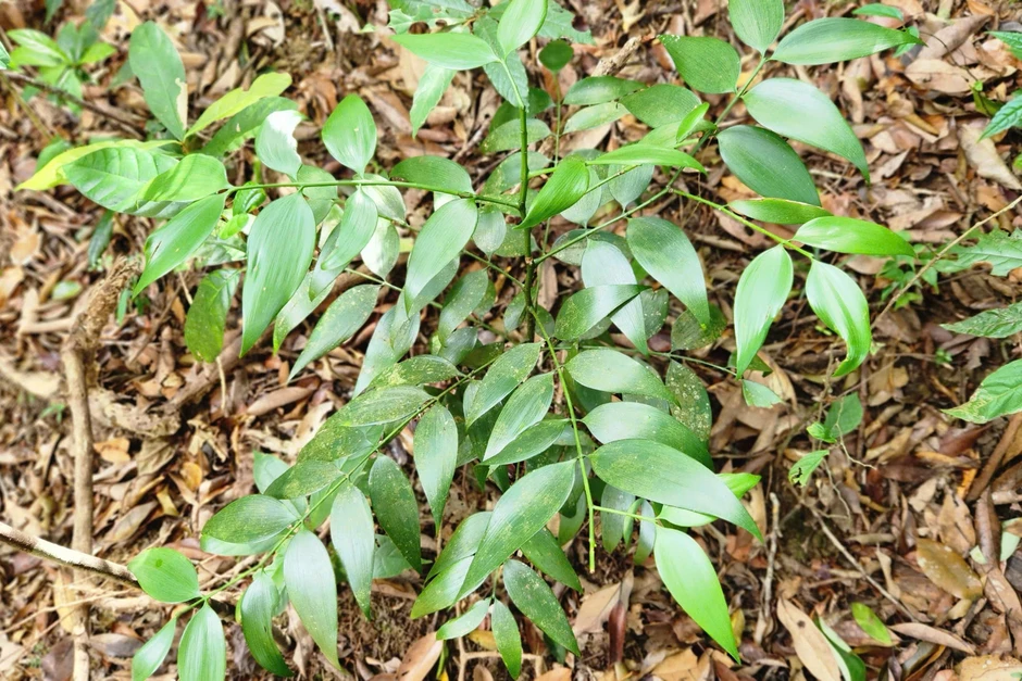 Phát hiện quần thể kim giao cổ thụ lớn như "cột chống trời" ở Gia Lai Phát hiện quần thể kim giao cổ thụ lớn như "cột chống trời" ở Gia Lai