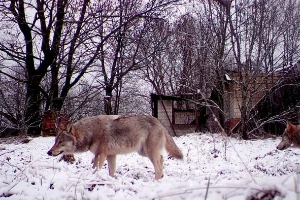Sói hoang ở “đất chết” Chernobyl tiến hóa dị thường, giới khoa học bất ngờ Sói hoang ở “đất chết” Chernobyl tiến hóa dị thường, giới khoa học bất ngờ