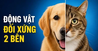 Sự phức tạp đằng sau việc hầu hết động vật có cơ thể đối xứng 2 bên?