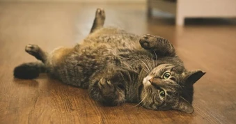 Tại sao chúng ta cần lo lắng về thú cưng thừa cân và béo phì?