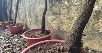 Thanh Hóa đưa cây muội hồng tang vật về rừng chăm sóc