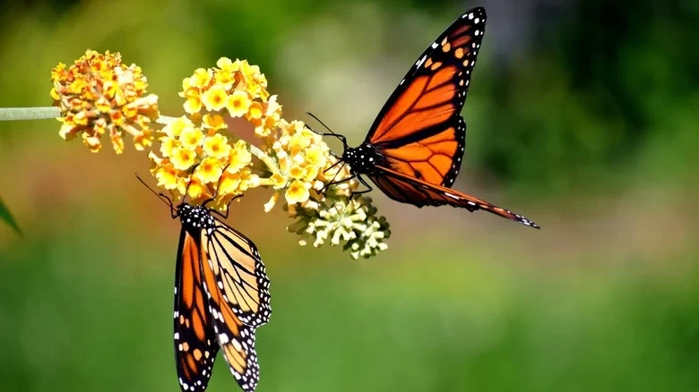 Trang trại điện mặt trời có thể làm giảm hoạt động của côn trùng thụ phấn Trang trại điện mặt trời có thể làm giảm hoạt động của côn trùng thụ phấn