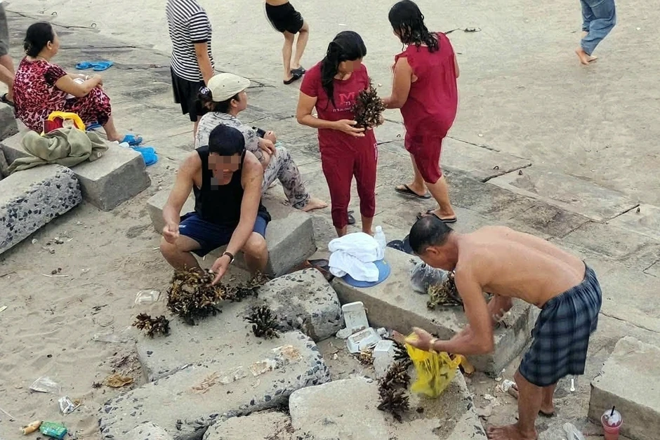Vì sao du khách không nên bẻ san hô mang về làm kỷ niệm?