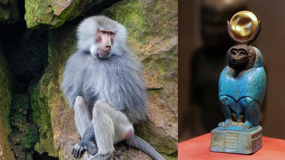 Vì sao thần Thoth của Ai Cập được thể hiện dưới dạng cò và khỉ đầu chó? Vì sao thần Thoth của Ai Cập được thể hiện dưới dạng cò và khỉ đầu chó?