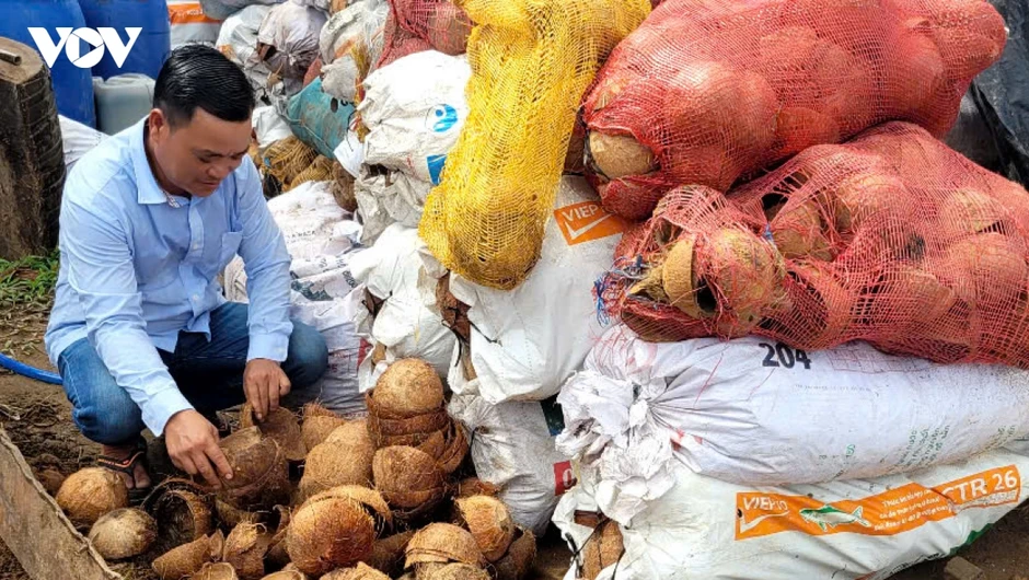 “Biến” gáo dừa thành sản phẩm xuất khẩu có giá trị “Biến” gáo dừa thành sản phẩm xuất khẩu có giá trị