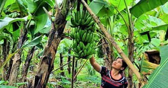 "Cứu" ngành chuối khỏi căn bệnh gây thất thoát hàng triệu USD mỗi năm