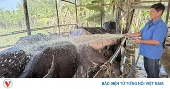 "Đổi đời" từ mô hình vỗ béo trâu, bò