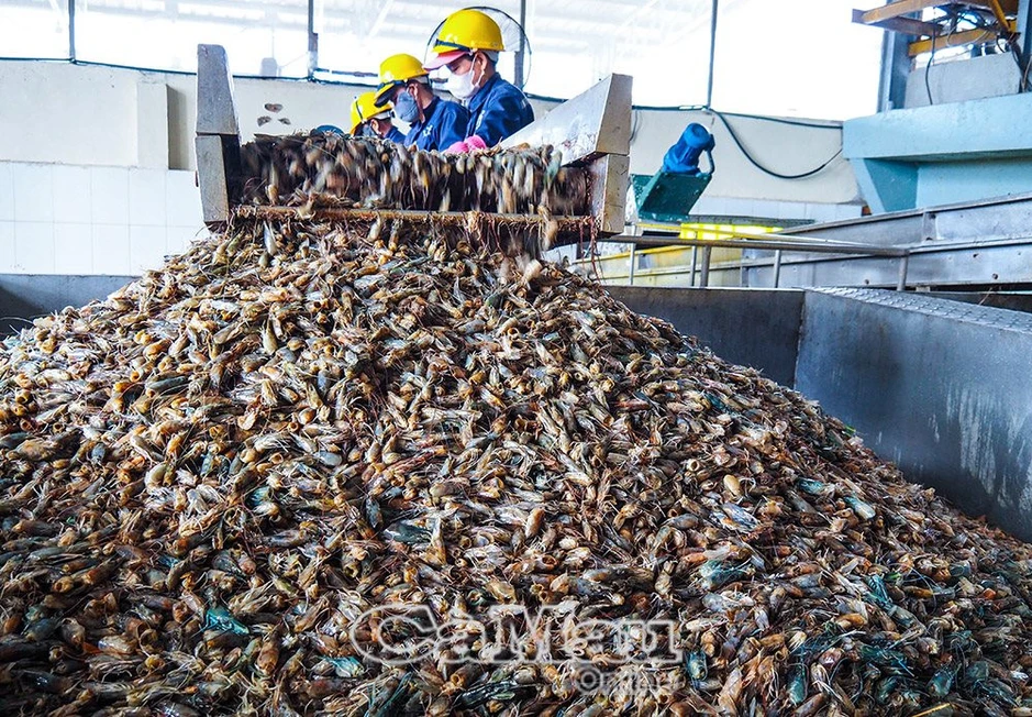 100.000 tấn phế phẩm bốc mùi bị Việt Nam vứt đi mỗi năm: Nay thành sản phẩm giá hàng chục USD/kg, startup gốc Việt huy động 4,15 triệu USD 100.000 tấn phế phẩm bốc mùi bị Việt Nam vứt đi mỗi năm: Nay thành sản phẩm giá hàng chục USD/kg, startup gốc Việt huy động 4,15 triệu USD