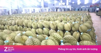 350.000 tấn sầu riêng Đắk Lắk chưa có mã số vùng trồng