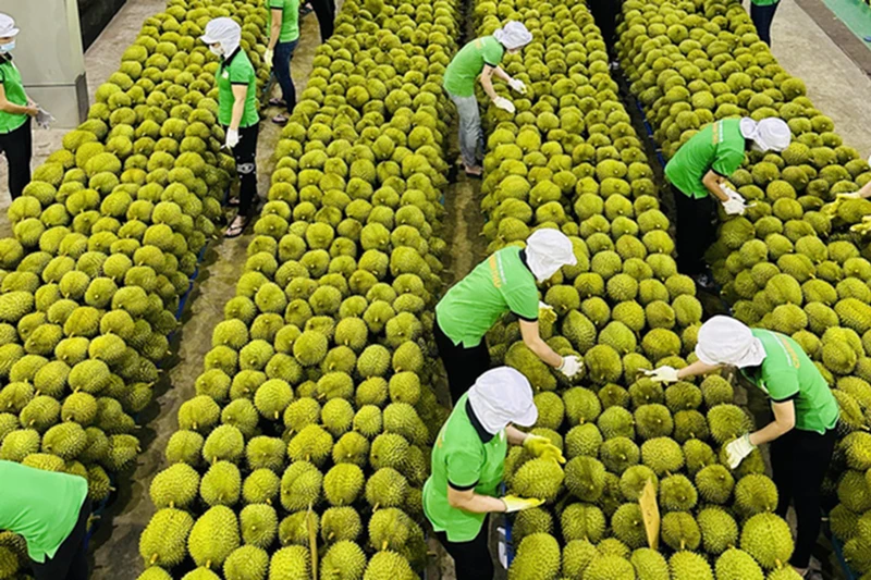Ấn Độ mở cửa, sầu riêng Việt có cơ hội cán mốc 5 tỷ USD/năm Ấn Độ mở cửa, sầu riêng Việt có cơ hội cán mốc 5 tỷ USD/năm