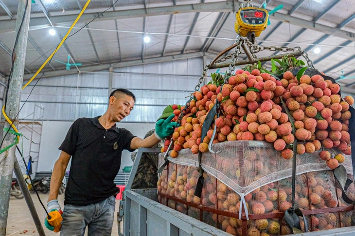 Bắc Ninh xúc tiến xuất khẩu vải thiều sang Nhật Bản Bắc Ninh xúc tiến xuất khẩu vải thiều sang Nhật Bản