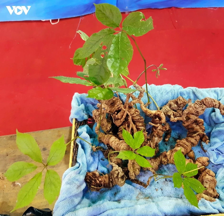 Bí mật khiến cả làng người Xê Đăng thành tỷ phú Bí mật khiến cả làng người Xê Đăng thành tỷ phú