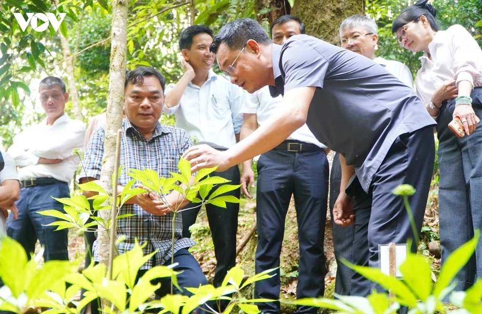 Bí mật khiến cả làng người Xê Đăng thành tỷ phú Bí mật khiến cả làng người Xê Đăng thành tỷ phú